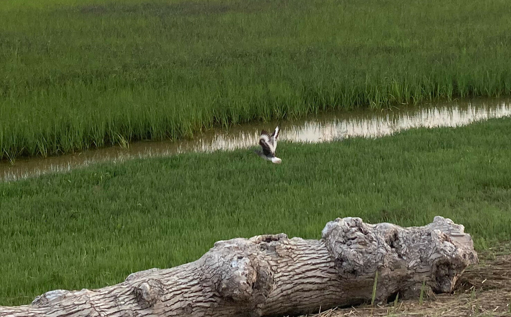 Willet