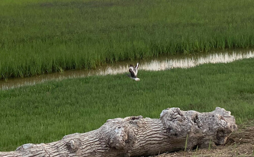 Willet