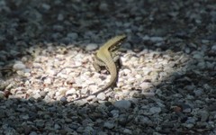 Podarcis muralis