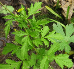 Geum vernum