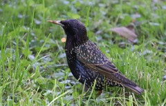 Sturnus vulgaris