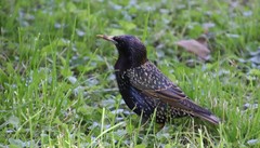 Sturnus vulgaris