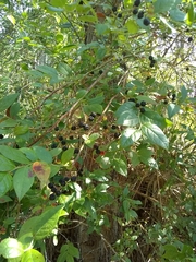 Vaccinium fuscatum image
