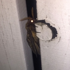 Oxycanus antipoda