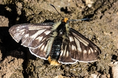 Metardaris cosinga