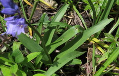 Hyacinthoides non-scripta
