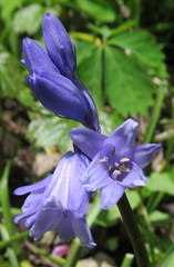 Hyacinthoides non-scripta
