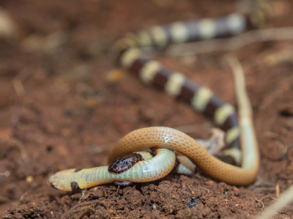 Müller's Snake