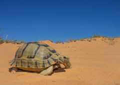 Egyptian Tortoise photo 1