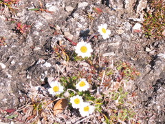 Chrysanthemum integrifolium