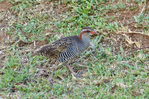 Palau Rail photographed in Palau