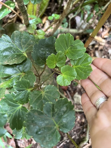 Foto de Árvore da felicidade