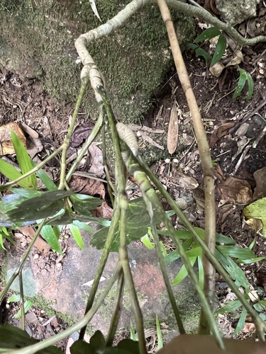 Foto de Árvore da felicidade