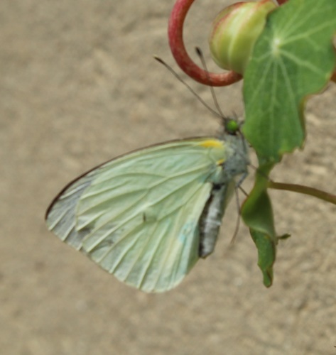 Green-eyed White photo 4