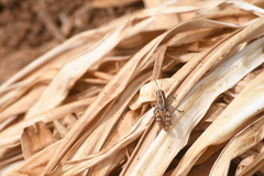 Calliptamus madeirae