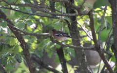 Fringilla coelebs