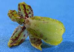 Leochilus labiatus