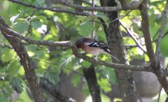 Fringilla coelebs