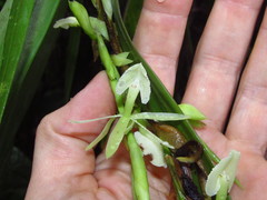 Epidendrum hymenodes