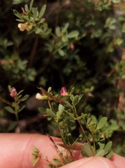 Acmispon parviflorus