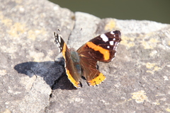 Vanessa atalanta
