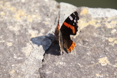 Vanessa atalanta