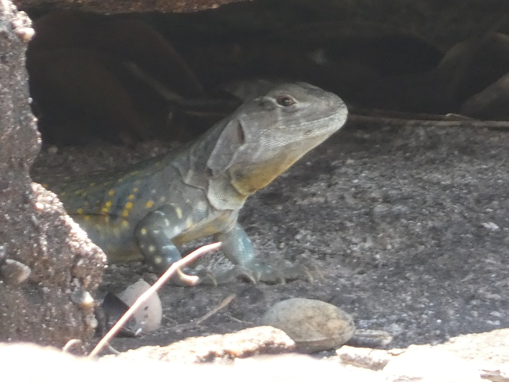 Leiolepis glaurung