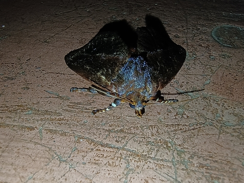 Phocoderma velutina