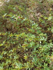 Acmispon parviflorus