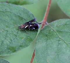 Strobisia proserpinella