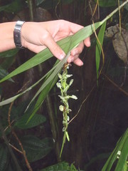 Epidendrum hymenodes