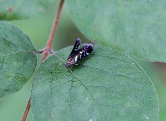 Strobisia proserpinella
