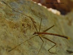 Apterobittacus apterus