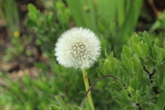 Taraxacum officinale