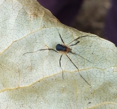 Protolophus niger