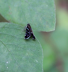 Strobisia proserpinella