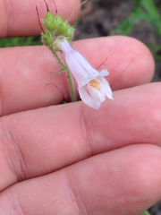Penstemon hirsutus