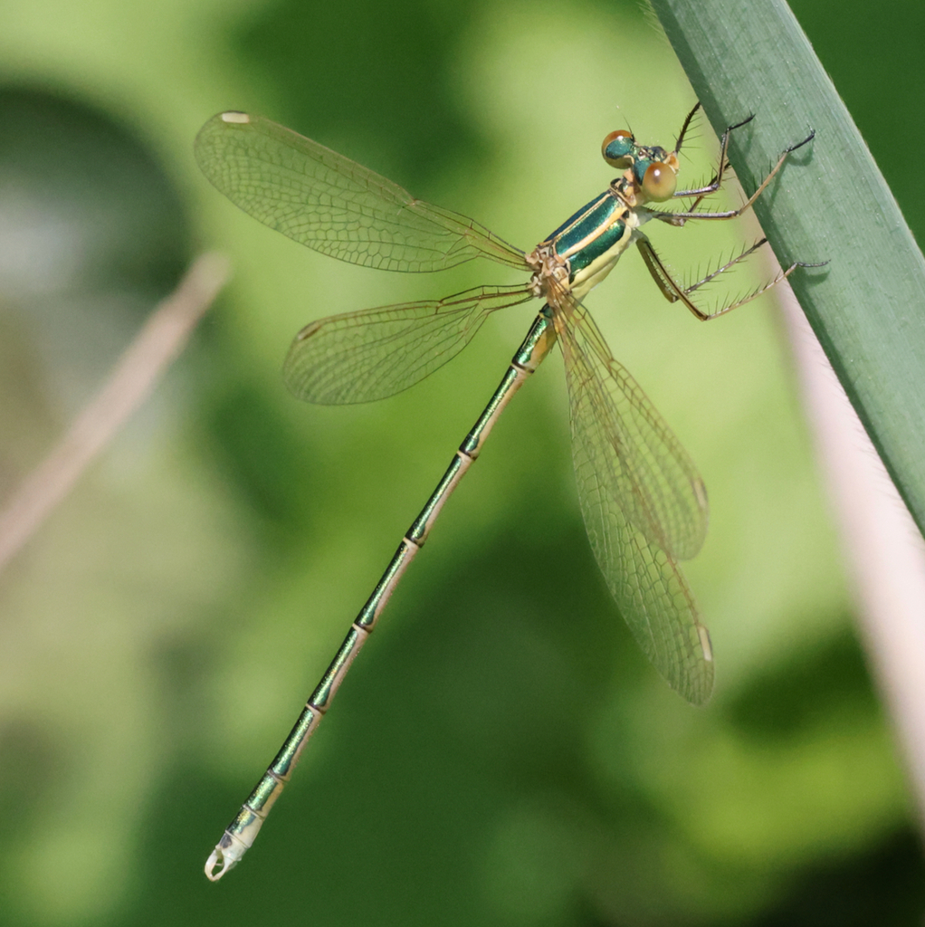 Migrant Spreadwing