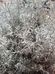 Tetradymia stenolepis