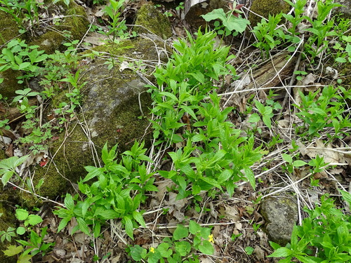 Cubelium concolor, photograph 5