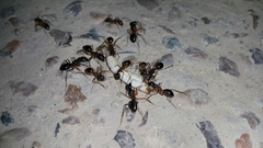 Camponotus xerxes