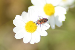 Calocoris nemoralis
