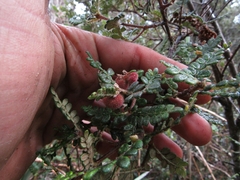 Weinmannia tomentosa