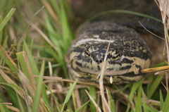 Phrynops geoffroanus