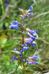 Penstemon attenuatus