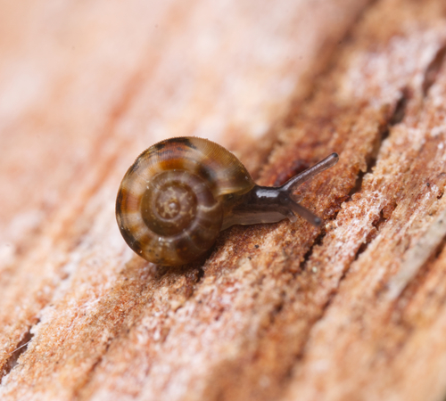 Diemenoropa kingstonensis observed 2024-06-23
