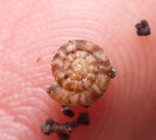 Diemenoropa kingstonensis observed 2024-06-23
