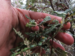 Weinmannia tomentosa