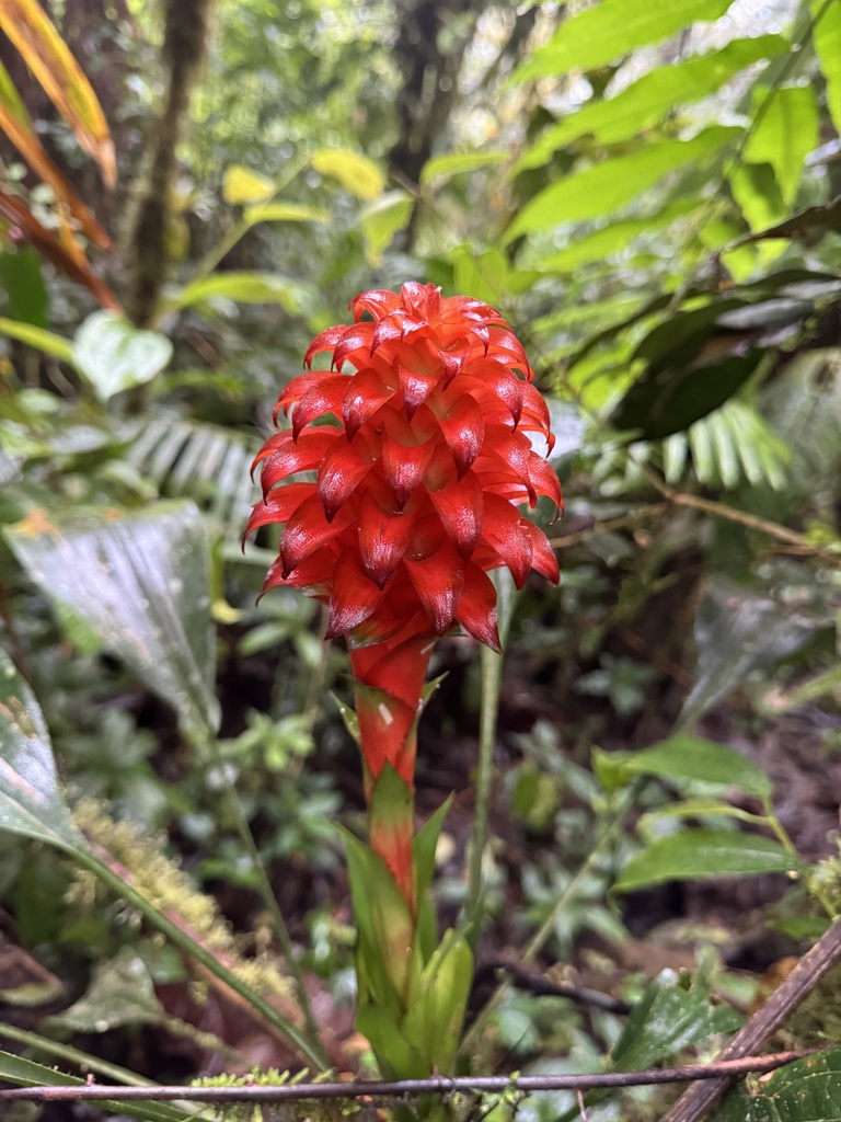 Pitcairnia rubronigriflora×smithiorum Bromeliads in Australia - Pitcairnia smithiorum
