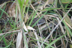 Palusophis bifossatus